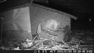 Hedgehog preparing and building her nest for future hoglets