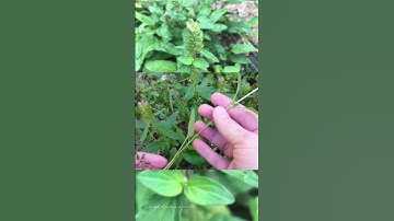 Hạ khô thảo trị huyết áp cao