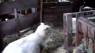 Watch Judybats Counting Sheep video