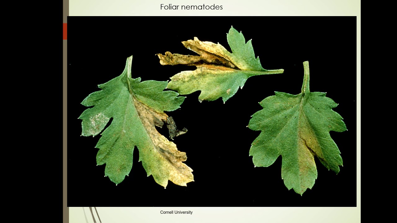 Diagnosing Plant Problems