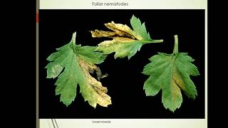 Diagnosing Plant Problems