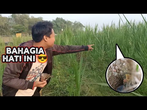 Terharu, pertama kali lihat sarang burung ini, dulu saya release mereka disini 😭😭