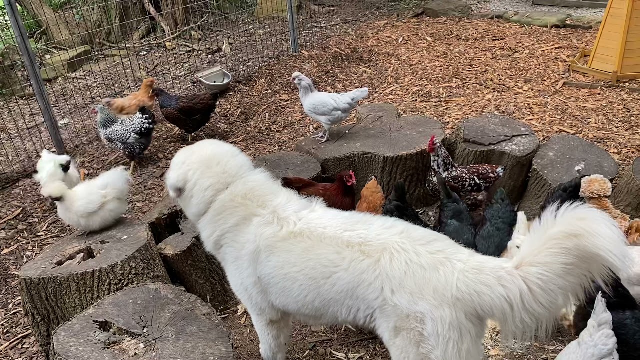 Maremma And Chickens