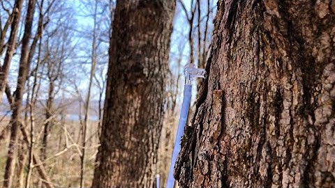Path TV: NH Maple Syrup