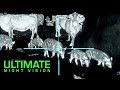 The Clearest Thermal Hunt Footage Ever | 25 Hogs and 10 Coyotes Down