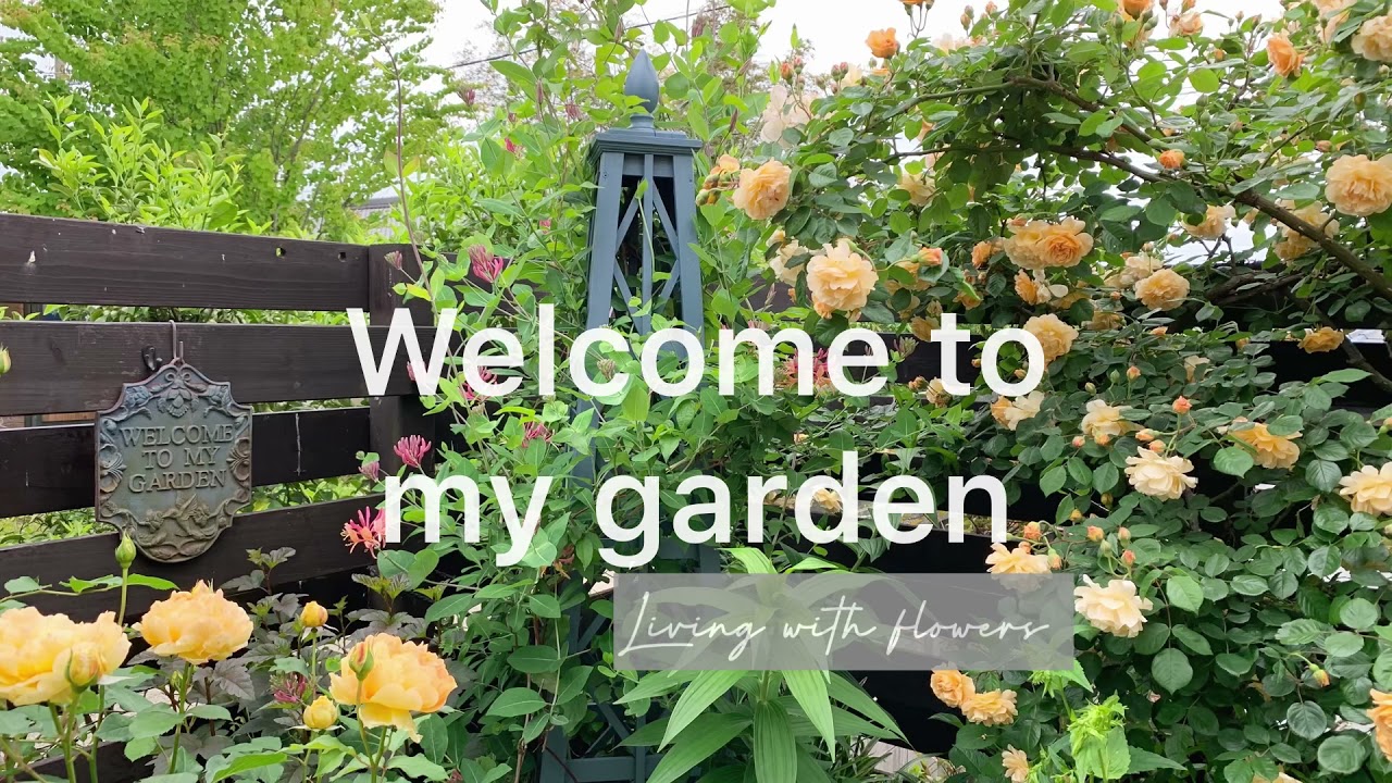 バラと宿根草のオシャレな大人ガーデン作り バラによく合うお花4選の紹介 お客さんはスズメさん 日々の暮らし ガーデニング Gardening Youtube