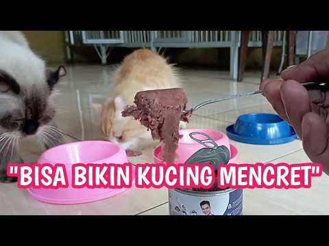 Video: Apakah kucing membutuhkan makanan basah?