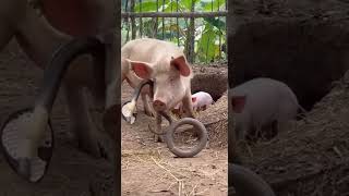 Pig Jerks Snake Hard