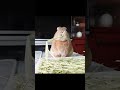 食べても減らない牧草に手を付けたウサギの末路ww　#shorts