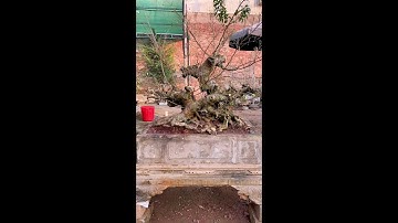 những video cây cảnh đẹp của các nhà vườn 0386700914 giao luư các loại cây cảnh