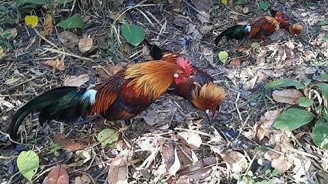 ต่อไก่ป่า Dib qaib qus tuaj zoo heev 17-11-2022