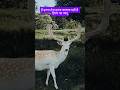Amazing Deer Facts in Hindi #shorts