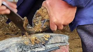 新疆戈壁滩驴蹄王2024年终于解脱了，蹄子比腿长，一刀解忧伤