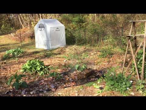 Video: Skirret-Anbautipps: Erfahren Sie, was eine Skirret-Pflanze ist und wie man sie im Garten anbaut