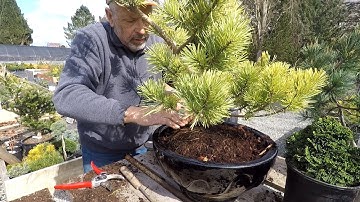 Planting Conifers in Pots |  Dwarf Conifer Container Gardening