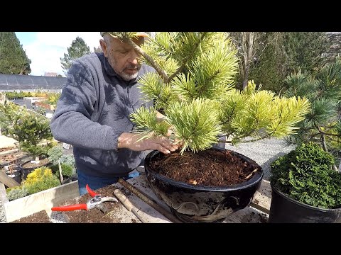 Video: Punduru priežu stādīšana: pundurpriežu šķirnes ainavai