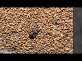 Beekeepers and stingless bee getting bee pollen #honey #beekeeper #beehive #nature #beelove #farm