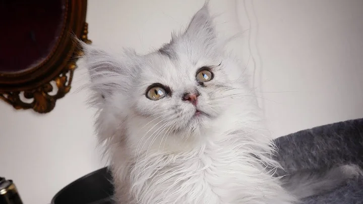 Video 11565071: kittens cutecat catlife catlover, catlovers kitten cats catlife, catlife cutecats funnycats catlove, cute kittens playing