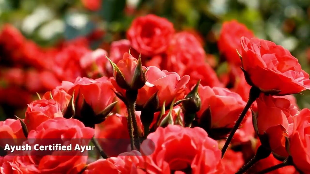 Rose Facial Mist Toner – 100% Pure Steam Distilled For Skin Lightening & Dark Spots