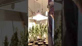 The captains medical growroom