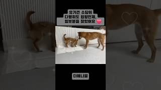 유기견 소담이 다행히도 입양전제, 입보자분 찾았어요 관심가져 주셔서 감사합니다:)