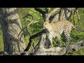 Leopard in early morning sun light #shorts #shortsvideo #gertdekoker