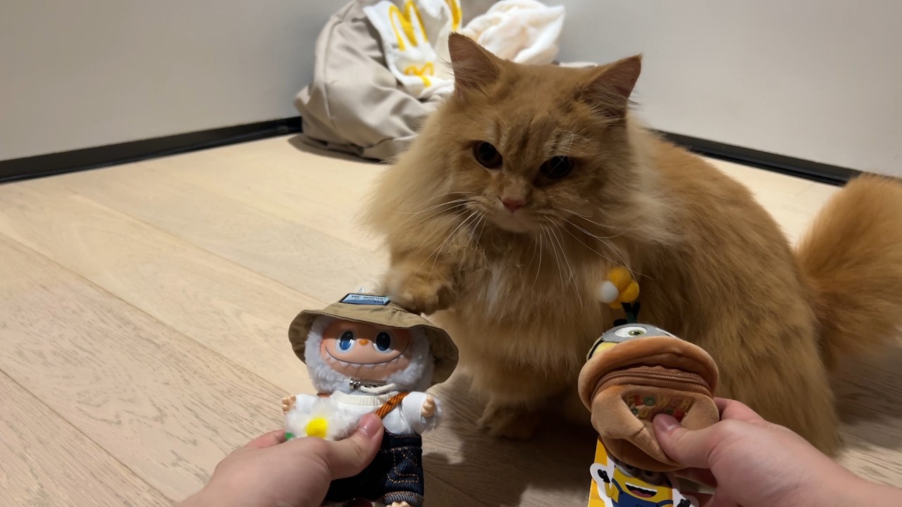 Trick & Treat with My Cat - Day 29