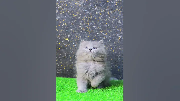 Video 11583531: persian cat cutecat, grey persian cat, cute grey persian cat