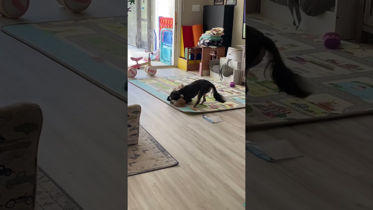 Loki & Luna Cavapoo Puppy Playtime