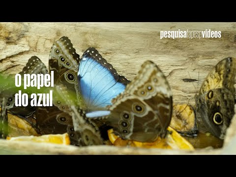 O truque visual que salva borboletas da predação #pesquisacientifica #borboletas #mariposas