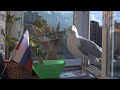 LIVE Чайка - символ Приморского района Санкт-Петербурга. Кормим чайку на Комендантской площади.