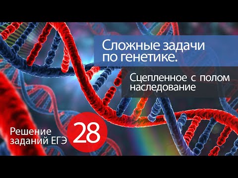 ЕГЭ № 29 (РАНЕЕ № 28): Сцепленное с полом наследование