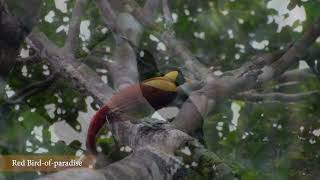 Birds Of Paradise Crown Jewel Of Papua, Indonesia