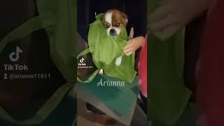 Pv: you have to cut the naila because they are too long ?#viral#short #edit#tiktok#dog#