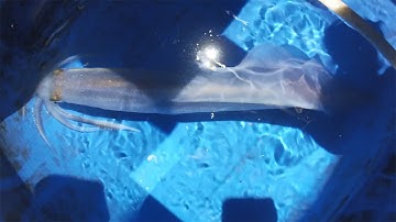 CÂU MỰC ĐÊM, Mùa Gió Bấc Câu Mực Lớn |Câu Mực Biển Tây #89