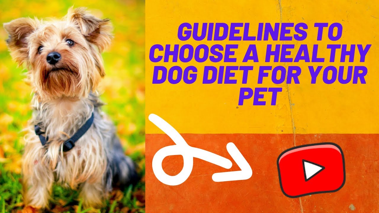 Guidelines to Choose how to pick good dog food - YouTube