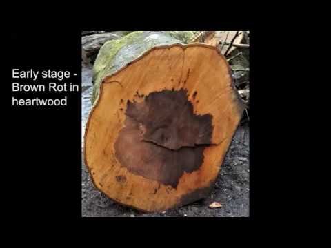 Video: Brown Rot Fungus: Tswj Tus Kab Mob Brown Rot