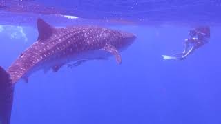 Whale Shark food investigations by Lara Marcus PhD project