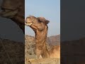 هايج الجمل اكسبلور 