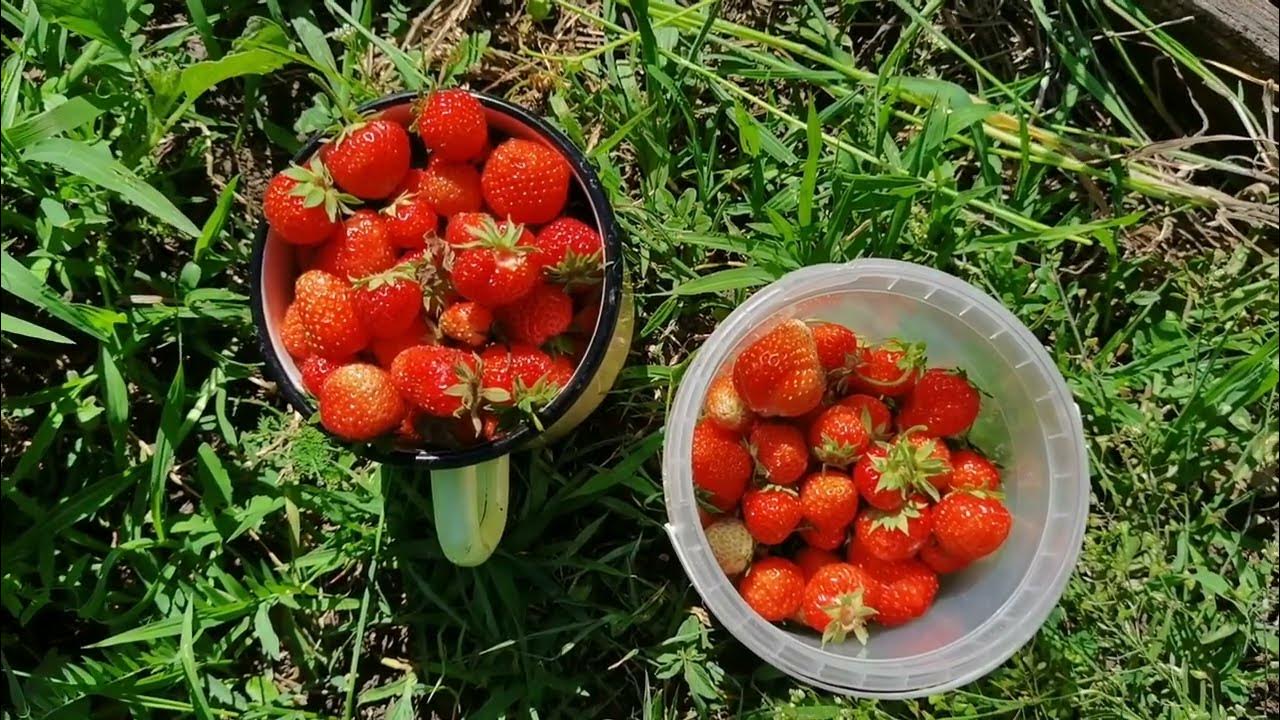Флор гумат удобрение для клубники. Удобрение клубника 100гр ивановское. Осенние подкормки клубники в августе. Удобрение клубники в конце августа. Удобрение клубники в конце августа.