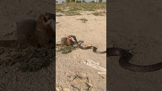 nag vs mongoose