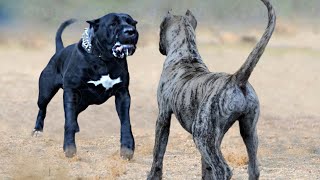 Only These Dogs Are Stronger Than a Presa Canario