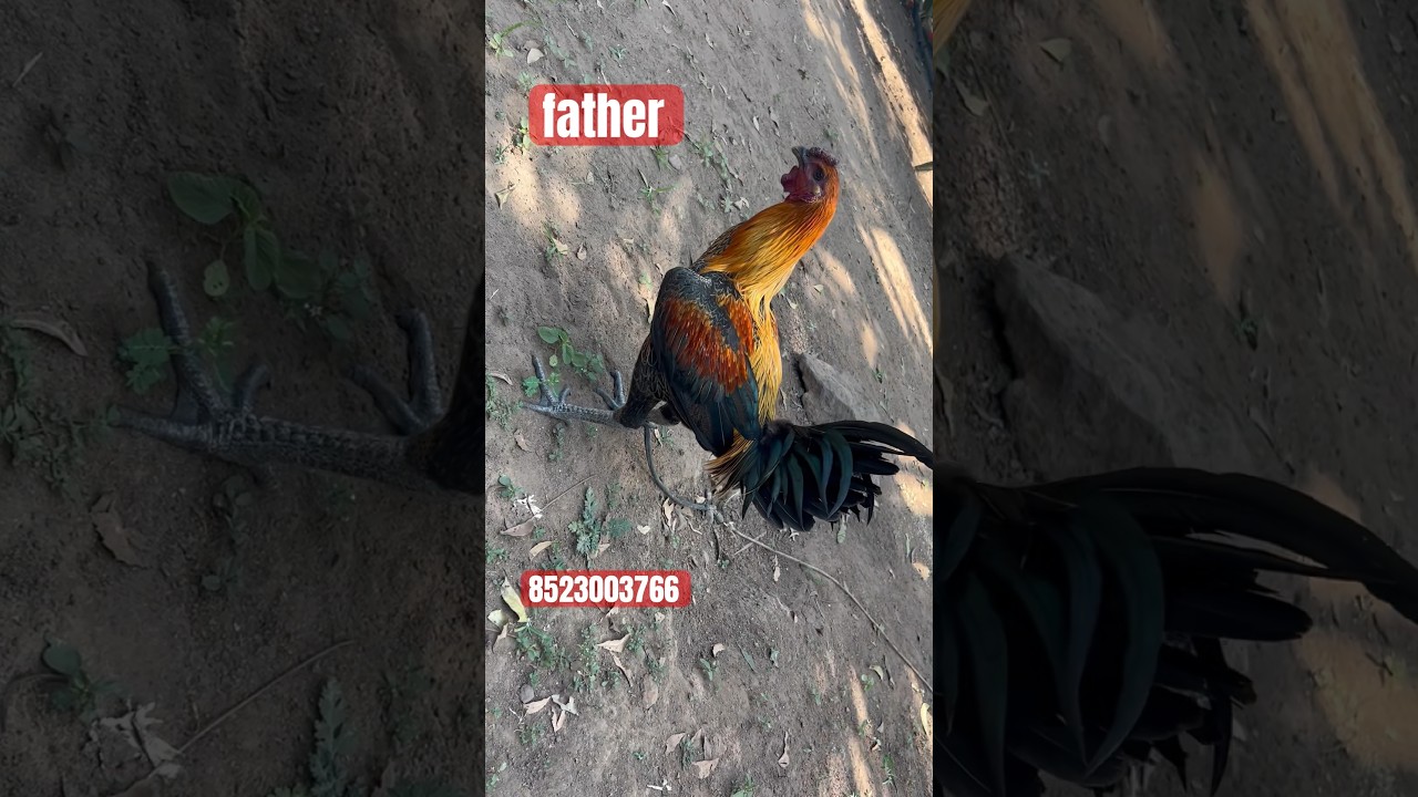 peru chicks low cost 