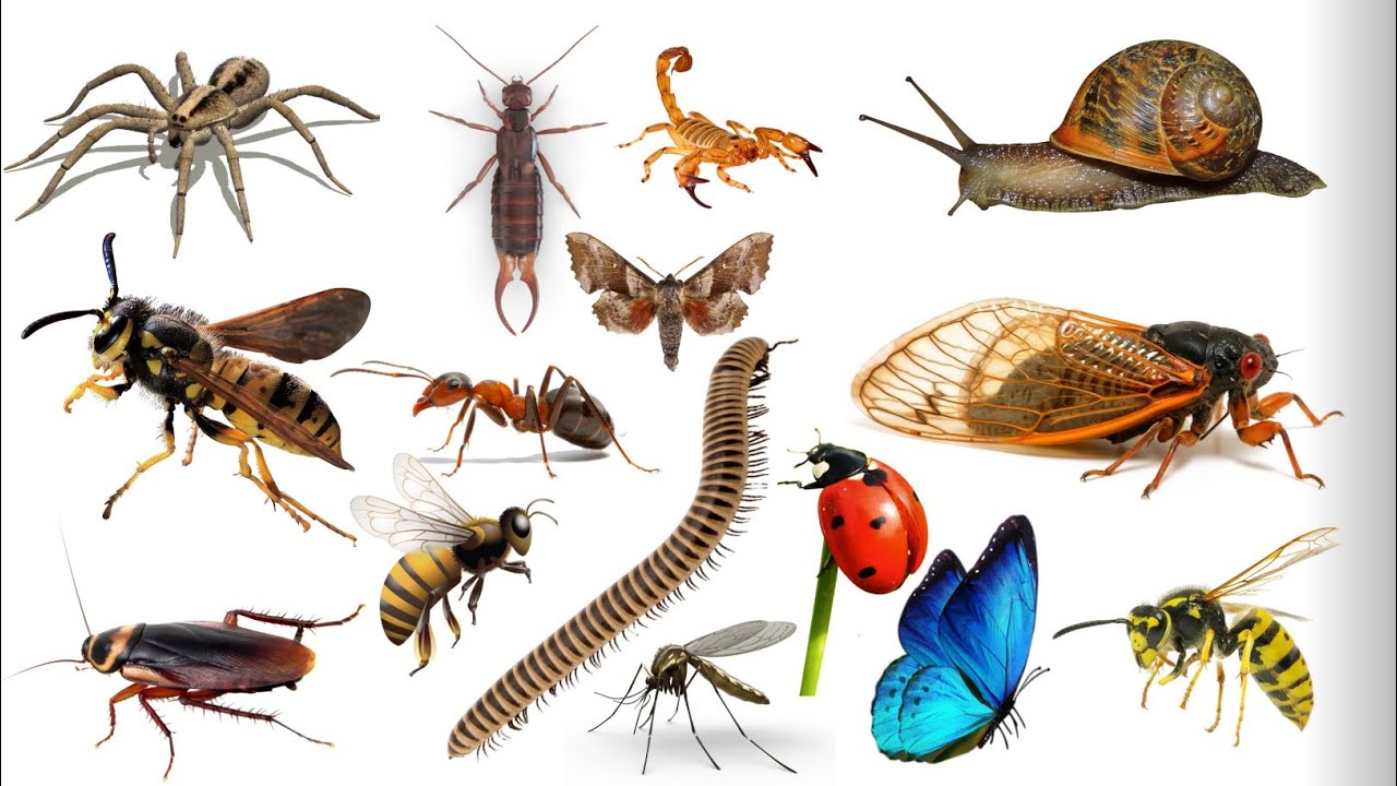 Insect name Hindi and English. कीड़ों के नाम हिंदी और अंग्रेजी।