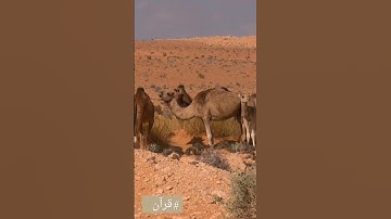 أَفَلَا يَنظُرُونَ إِلَى ٱلْإِبِلِ كَيْفَ خُلِقَتْ #قران #سورة #الغاشية