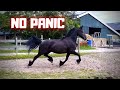 No panic Sjirkje! Her filly is gone! | Gift for Senna | Friesian Horses