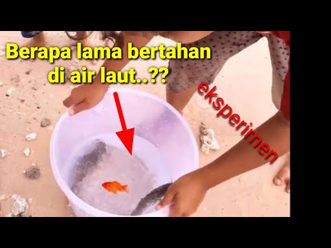 Video: Berapa Lama Ikan Hidup?