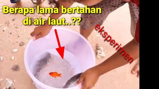 Berapa lama ikan lele bisa bertahan hidup di air laut
