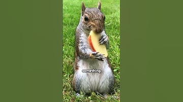 The SAD Truth About Squirrel