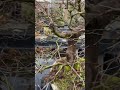 Les structures dun acer palmatum bonsa